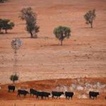 Farmland suffering from drought